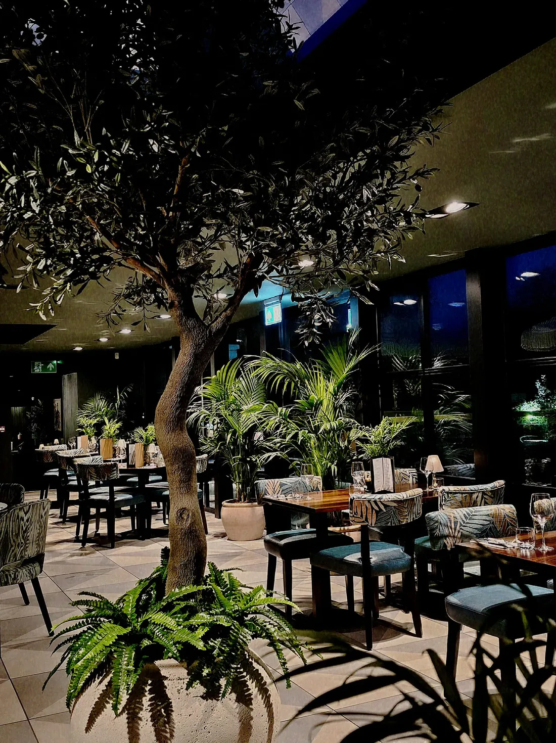 The olive tree and palms in the restaurant at night